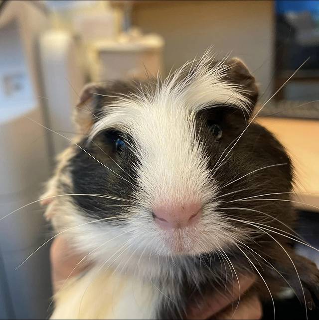 Willow the guinea pig