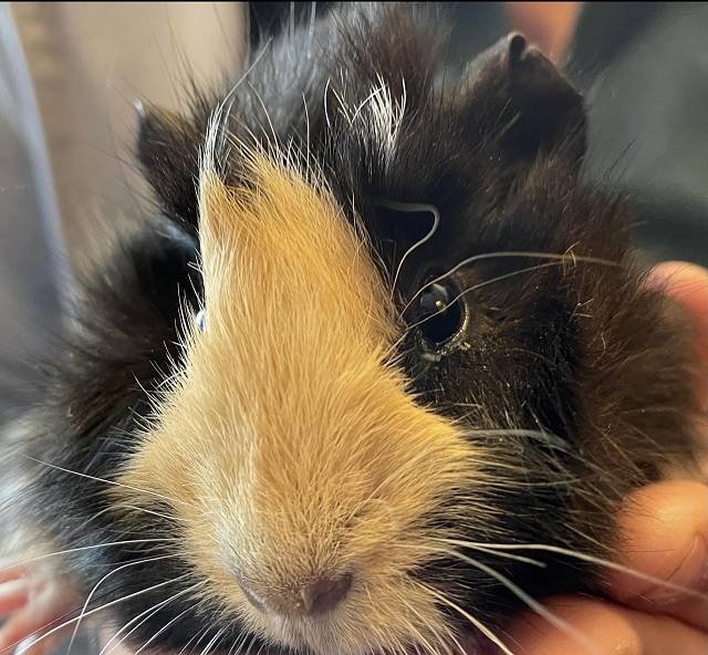 Penny the Guinea pig