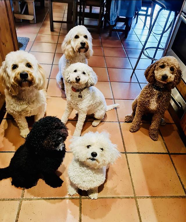 Our therapy dogs